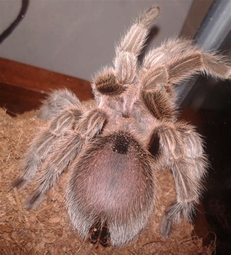 Tarantula Molting: How To Notice Signs Of Premolt