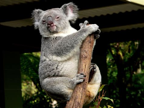 Koala Bear Free Stock Photo - Public Domain Pictures