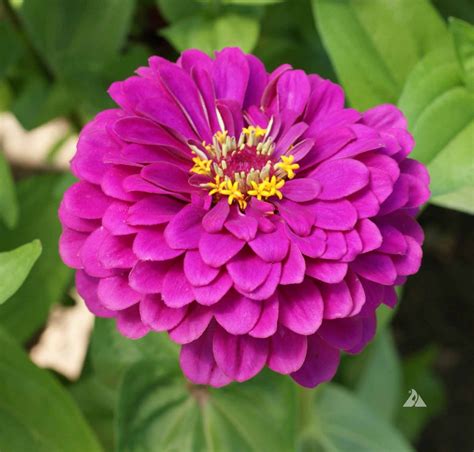 Zinnia Purple Prince (Zinnia elegans) | Applewood Seed Company