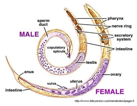 Ascaris Anatomy