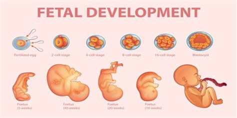 Fetal Development Stages and Baby Growth | Gynecology Care Qatar