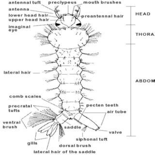 Larvae Anatomy