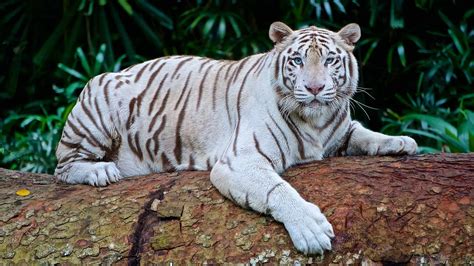 Top 16 White Tiger Facts - Diet, Habitat, Genetics & More - Facts.net