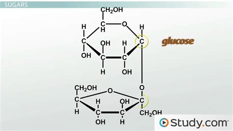 Carbohydrates | Overview, Structure & Function - Video & Lesson Transcript | Study.com