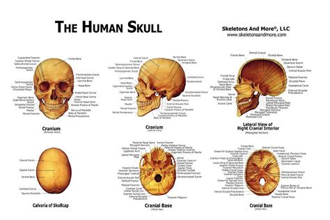 Anatomy Poster Human Skull Laminated | lupon.gov.ph