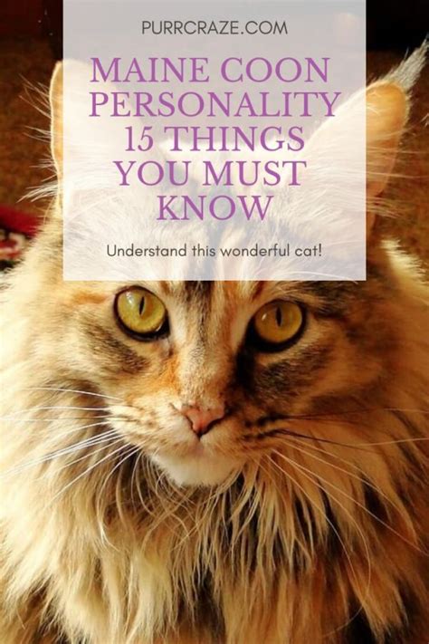 Maine Coon Personality 15 Things You Need To Know | Purr Craze