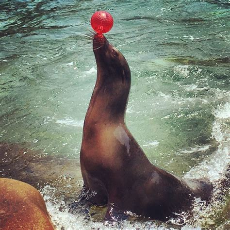 Seal and Sea Lion Habitat | Louisville Zoo