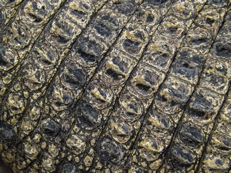 Alligator Skin Texture | High-Quality Animal Stock Photos ~ Creative Market