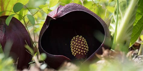 Skunk Cabbage | National Wildlife Federation