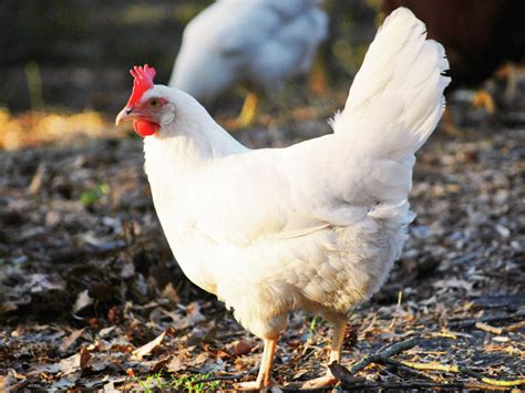 The Complete 7-Step Guide to Raising Chickens in Your Backyard