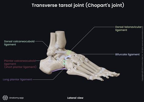 Transverse tarsal joint (Chopart's joint) | Encyclopedia | Anatomy.app ...