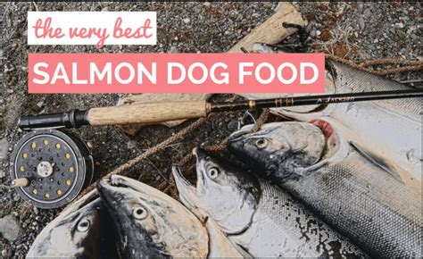 10 Best Salmon Dog Foods (Reviews Updated 2024) | Dog Product Picker