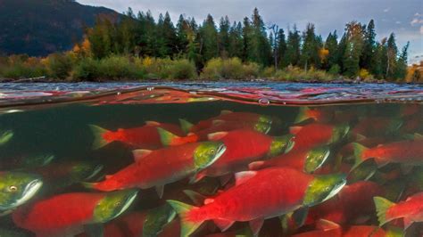 Sockeye salmon spawn in the Adams River in British Columbia, Canada ...