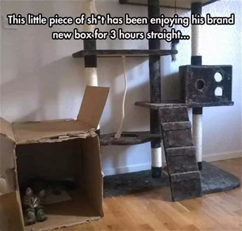 20 Funny Pictures Of Box-Loving Cats