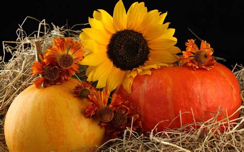 Sunflower and pumpkins | Pumpkin wallpaper, Autumn wallpaper hd, Harvest pictures