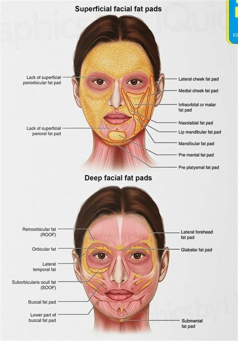 FACE ANATOMY Facial Fat Pad Detailed Chart Science Educational Print ...