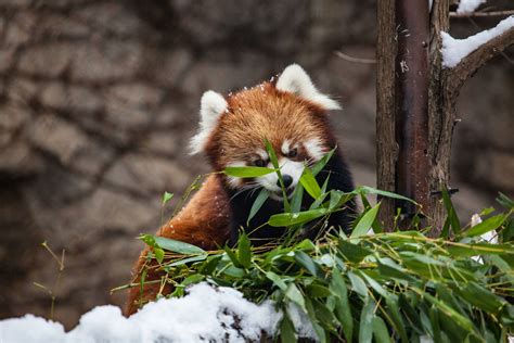 Red Panda, HD Animals, 4k Wallpapers, Images, Backgrounds, Photos and ...