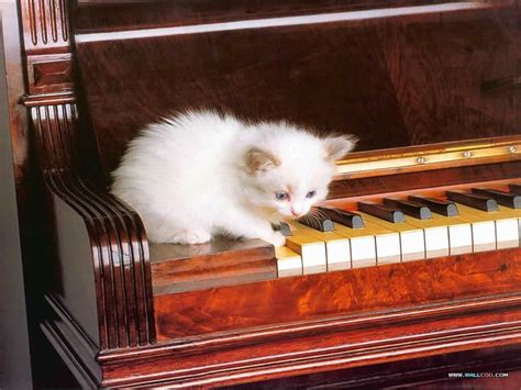 Cat Playing Piano Background Wallpaper 19245 - Baltana