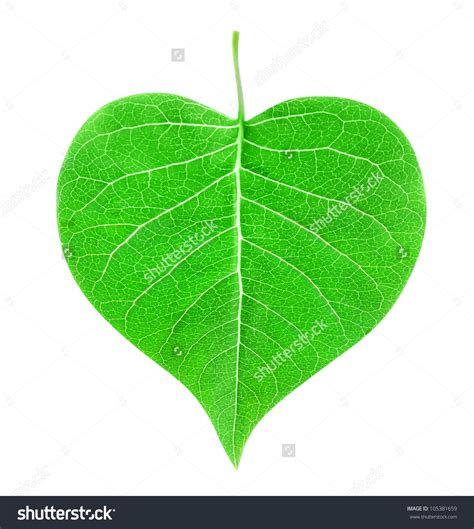 Heart shaped leaves clipart - Clipground