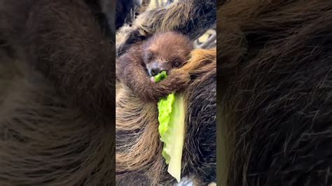 Baby Sloth And Mom Eating Lettuce At Cincinnati Zoo - Zoos - USA - Ohio - Cincinnati Zoo Zoo Guide