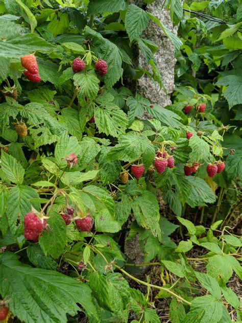 Caring for the Raspberry Bushes - The Martha Stewart Blog