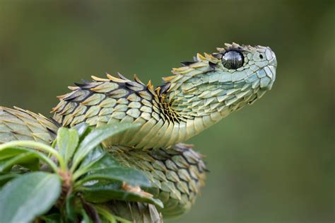 Snake Profile: African Bush Viper (8 Amazing Photos) - Snake Profile