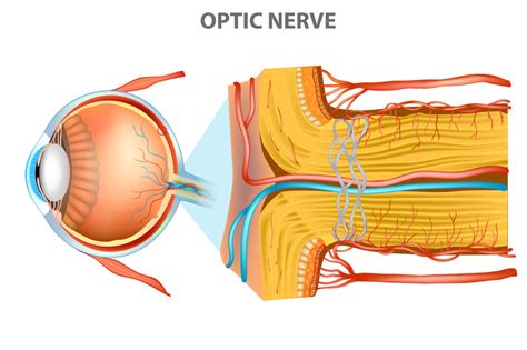 Nerve Anatomy Back