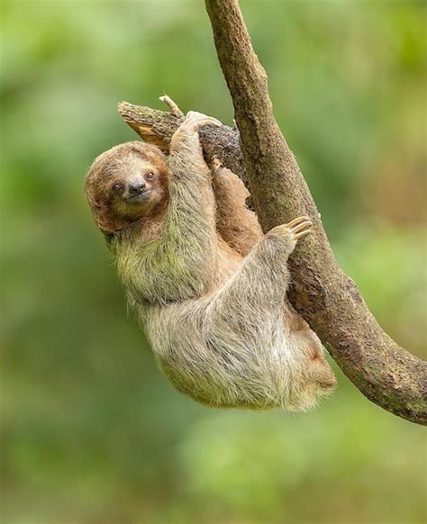 Premium Photo | Sloth hanging on a tree