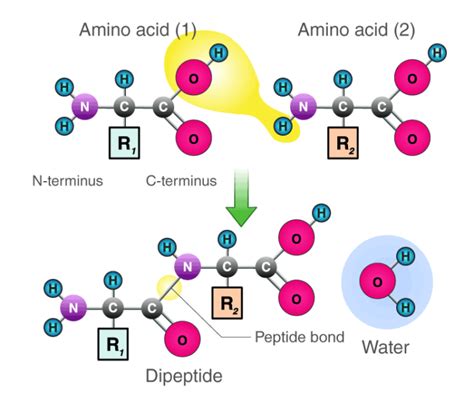 Peptide Bond - Definition, Formation, Structure, Examples