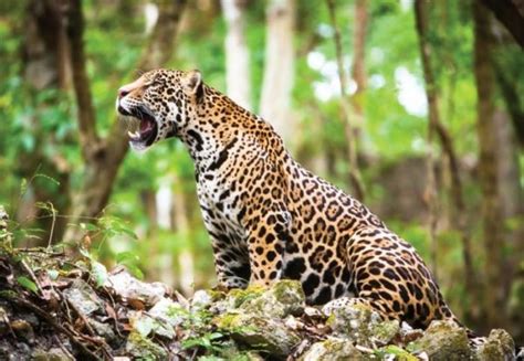 Jaguar Tropical Rainforest Animals - Chloe-Ann Higgs