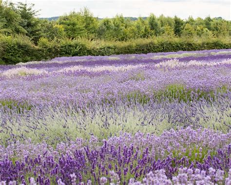 Lavender Fields In The UK - 2025 Guide