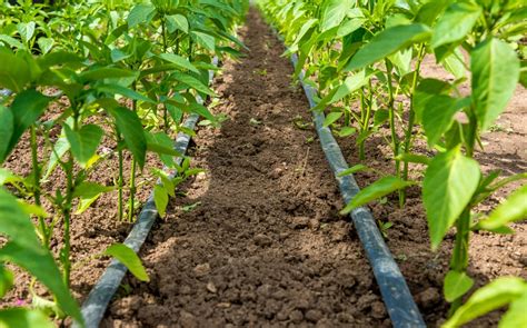 How Far Apart To Plant Peppers - Garden.eco