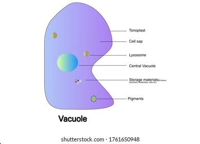 Vacuole Structure