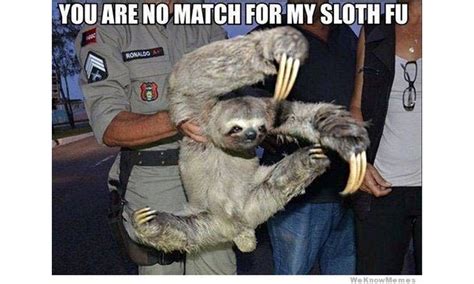 The 8 Best Sloth Memes