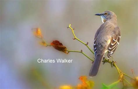 Meadowlark - Description, Habitat, Image, Diet, and Interesting Facts