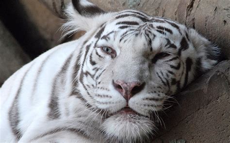 Albino tiger HD wallpaper | Wallpaper Flare