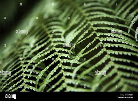 Fern Fronds Stock Photo - Alamy