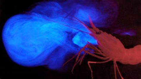 Education: Themes: Bioluminescence: NOAA Ocean Exploration