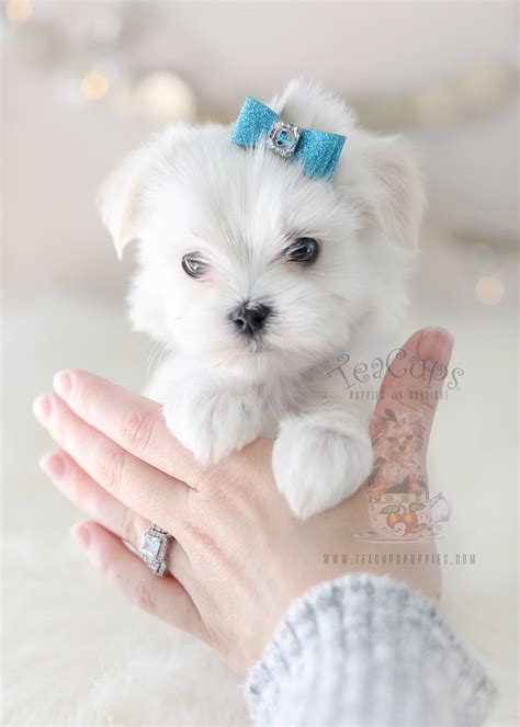 Adorable Maltese Here! | Teacups, Puppies & Boutique