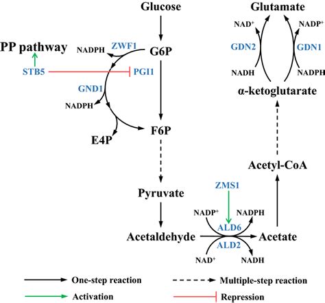 Biosynthesis pathway from glucose to glutamate. G6P glucose-6-phophate;... | Download Scientific ...