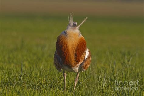 Great Bustard Display Photograph by Roger Tidman/FLPA - Fine Art America