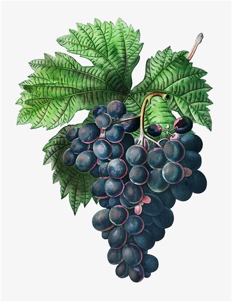 Vintage grape vine branch illustration Painting by Artistic Panda - Fine Art America