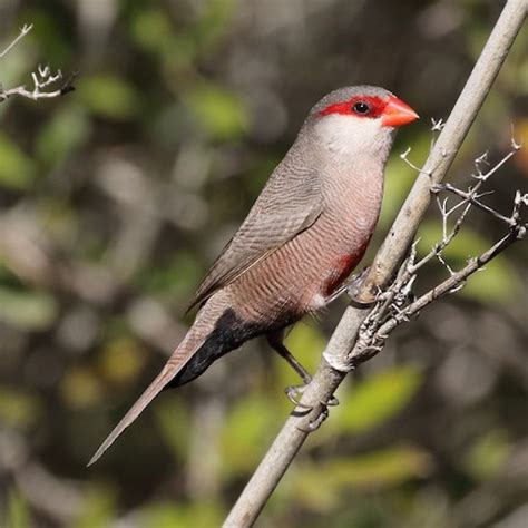 Common Waxbill – birdfinding.info