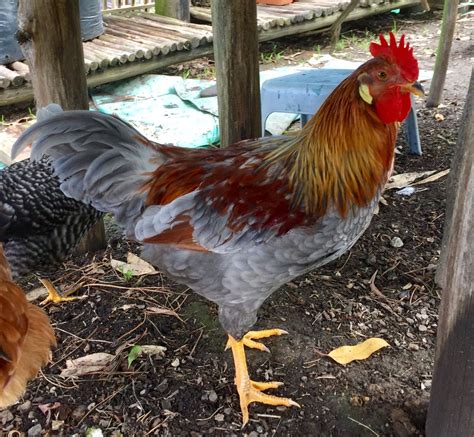 Blue-red Leghorn x Exchequer Leghorn? | BackYard Chickens - Learn How to Raise Chickens