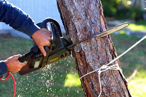 Tree Pruning and Cutting – Is It Worth It? – Barrys Home Improvement