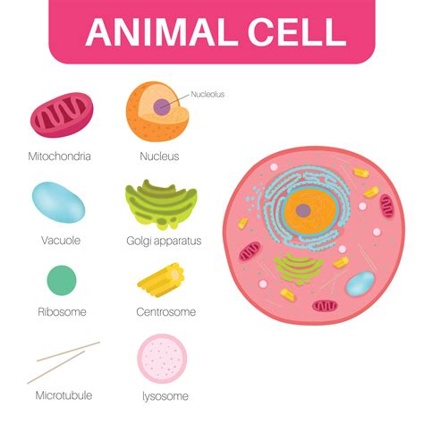 Top 119 + Animal cell system - Lifewithvernonhoward.com