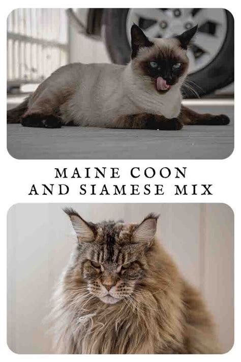 Maine Coon And Siamese Mix Traits