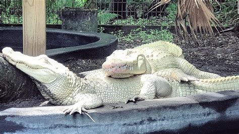 19 albino alligator eggs may hatch this summer at an animal park in Florida - CNN