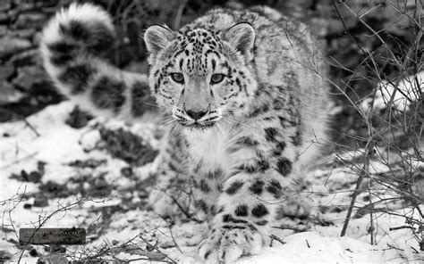 Snow Leopard Wallpapers - Top Free Snow Leopard Backgrounds - WallpaperAccess