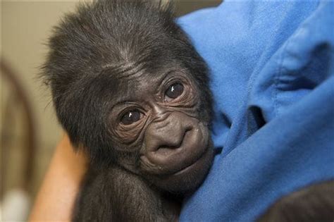 Baby gorilla born at the Columbus Zoo - cleveland.com